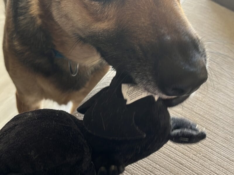 KEVIN - perro macho castrado ADOPCIÓN