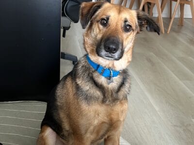 KEVIN - perro macho castrado ADOPCIÓN
