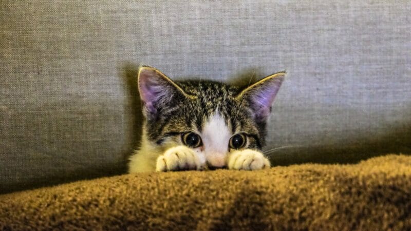 Cute Kitten hiding behind a Pillow