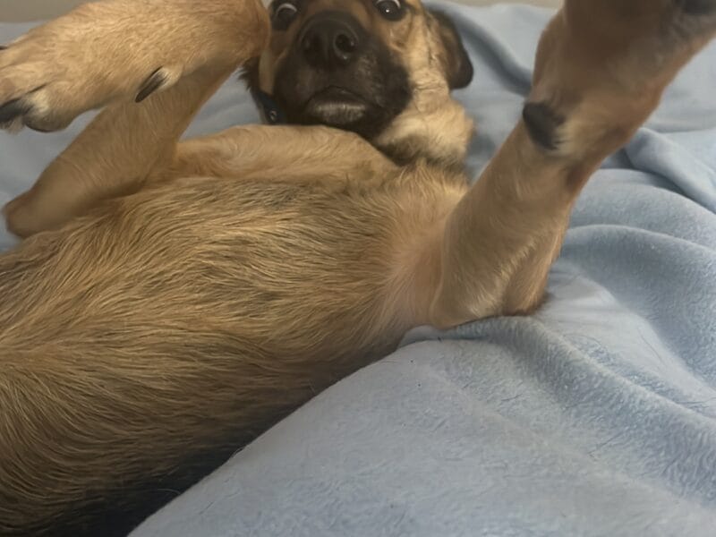 KEVIN - perro macho castrado ADOPCIÓN