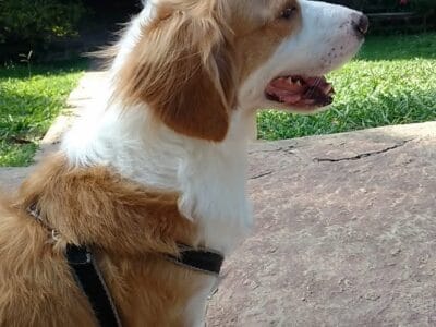 Perro de 7 años en adopción
