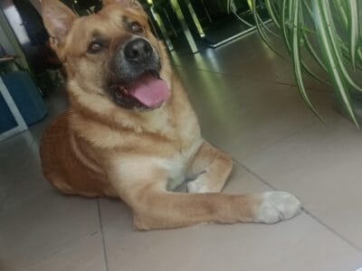 Oliver busca familia
