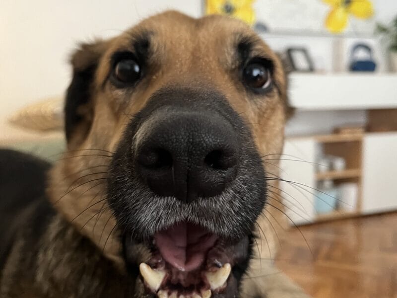 KEVIN - perro macho castrado ADOPCIÓN