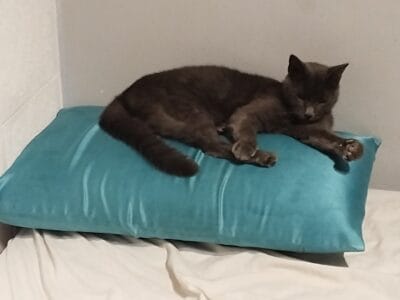 Hermoso gato gris en adopcion CABA