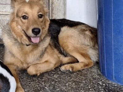 Perrita Mestiza de 4 años en adopción