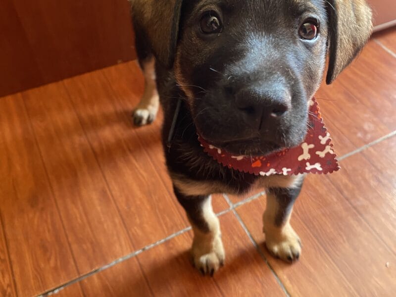 se da en adopción