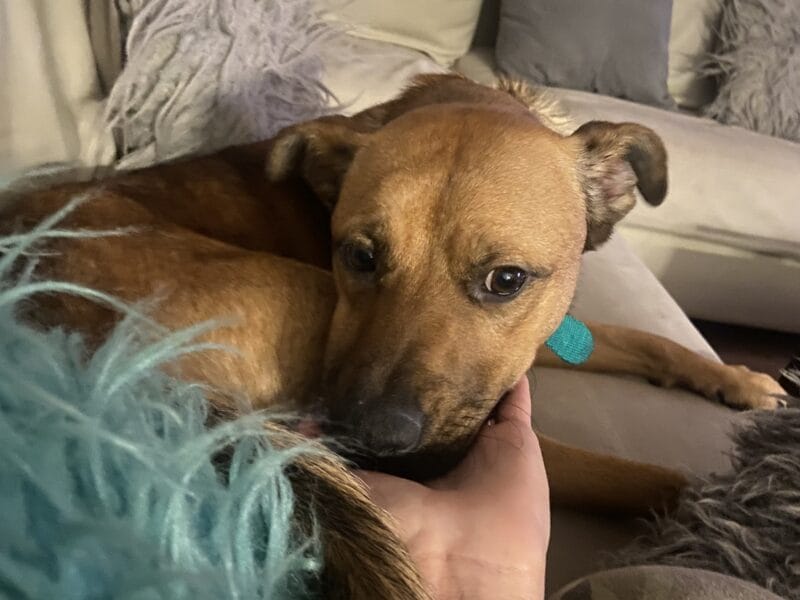 Damos en adopción