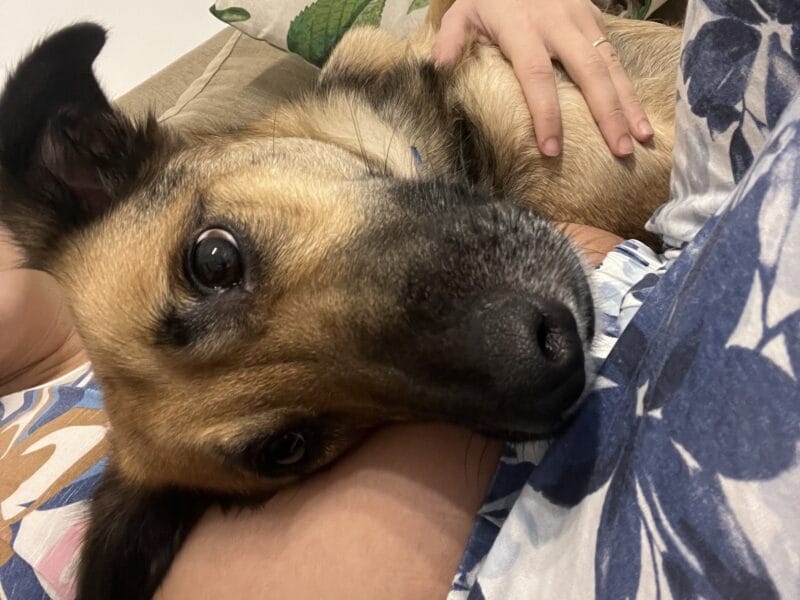 KEVIN - perro macho castrado ADOPCIÓN