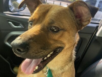 Damos en adopción