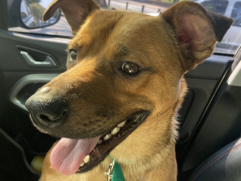 Damos en adopción