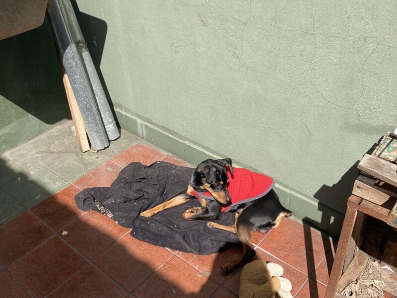 Busco dueño para mi perrito