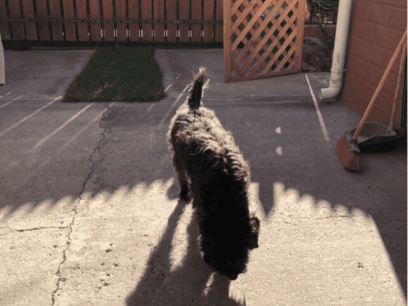 Perrito en adopción
