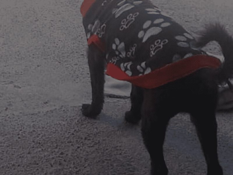 Perrito en adopción