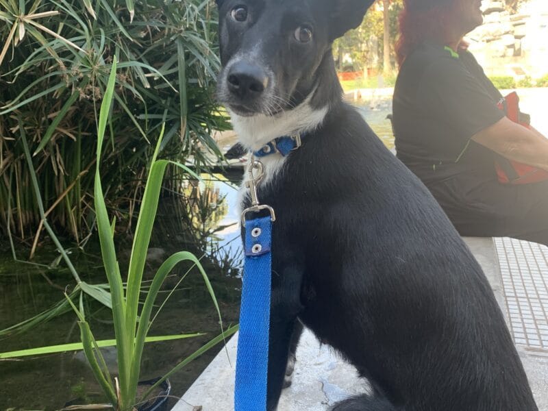 Perrita en adopción