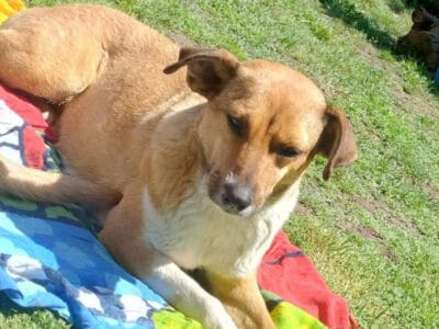 Buscamos un hogar para linda.