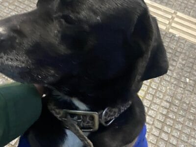 PERRITA EN ADOPCION , ES UN AMOR . ES OBEDIENTE , MUY COMPAÑERA .ESTA CASTRADA .