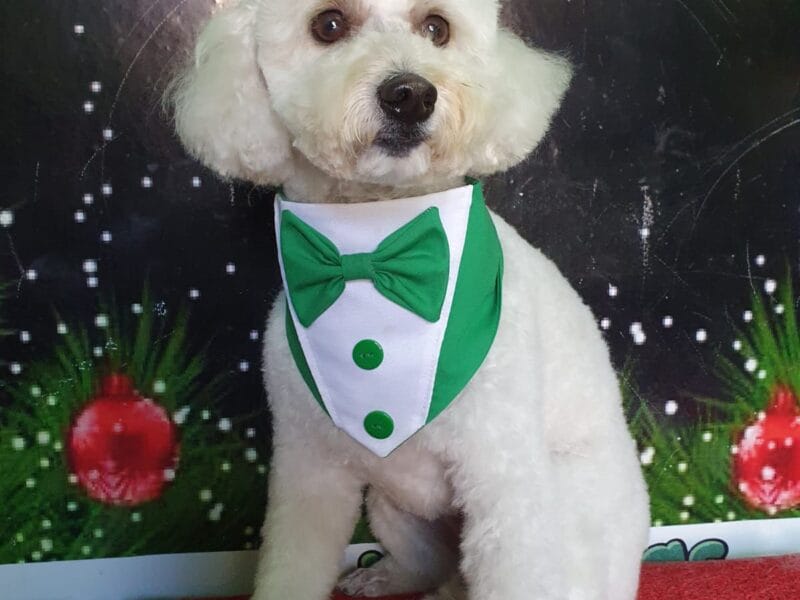 PERRO EN ADOPCION