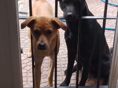 Macho y hembra año y medio