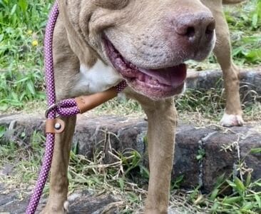 Igor busca compañero humano para relación fiel de por vida