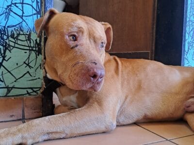 Pitbull en adopción