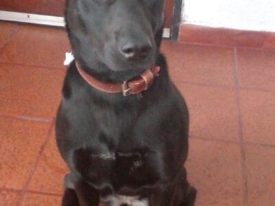 Perrita de 6 años en adopción