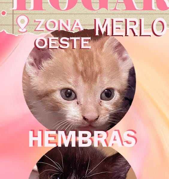 GATITOS DE 4 SEMANAS EN ADOPCION