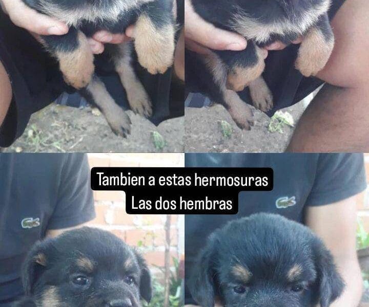 tengo a estar dos hermosuras en adopcion