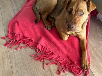 Hermosa cachorra en adopción