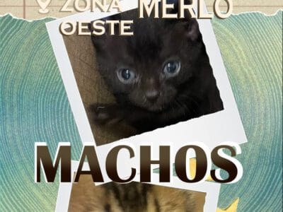 GATITOS DE 4 SEMANAS EN ADOPCION