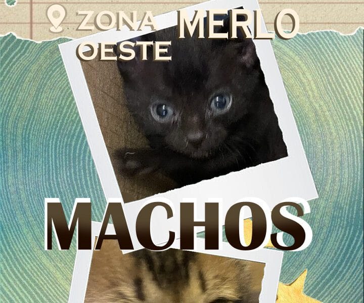 GATITOS DE 4 SEMANAS EN ADOPCION