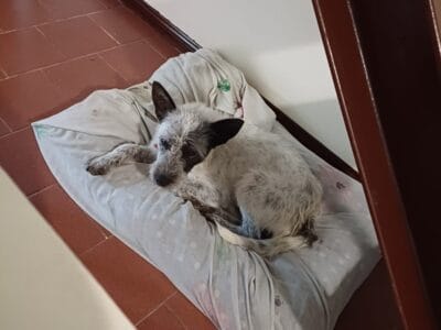 ADOPCION URGENTE PARA GALO