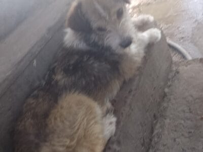 Perros