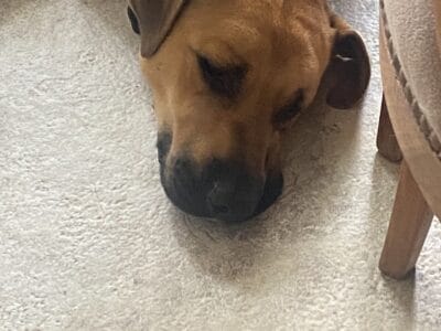 Rio busca hogar