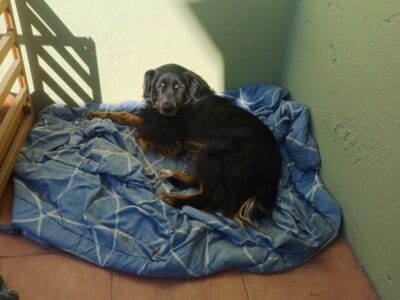 ADOPCIOn URGENTE PARA RICHARD