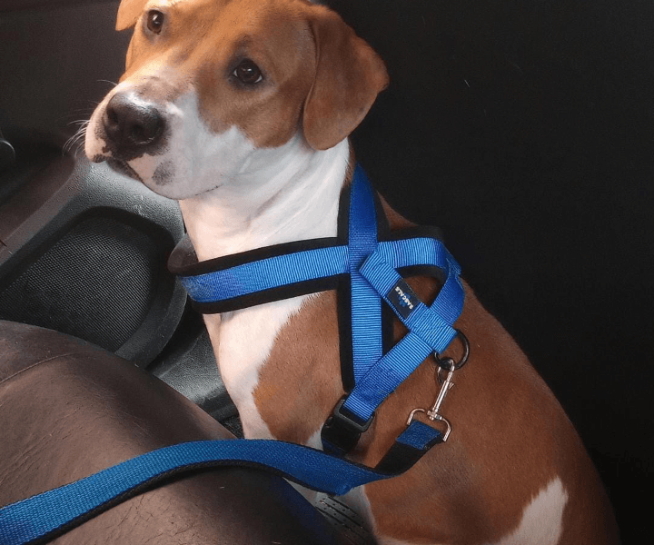 Perro mestizo de terrier en adopción
