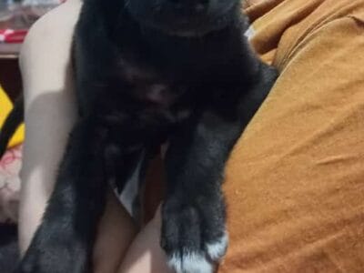 Por favor, adopten a esta preciosa cachorra