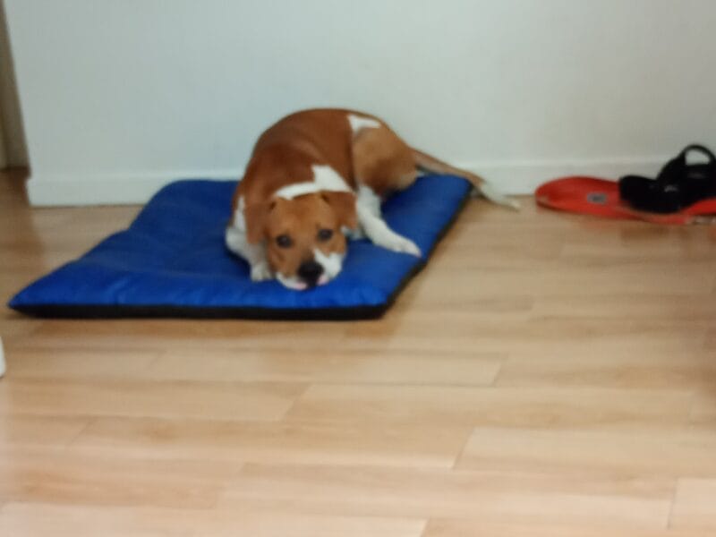 Perro mestizo de terrier en adopción