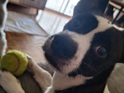 Adopción responsable