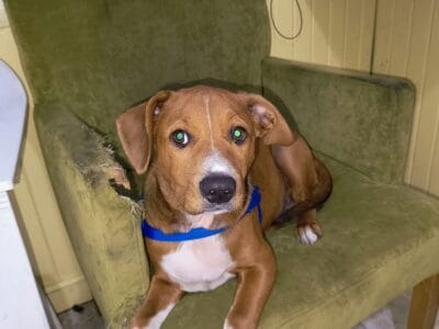 Fito en adopción!