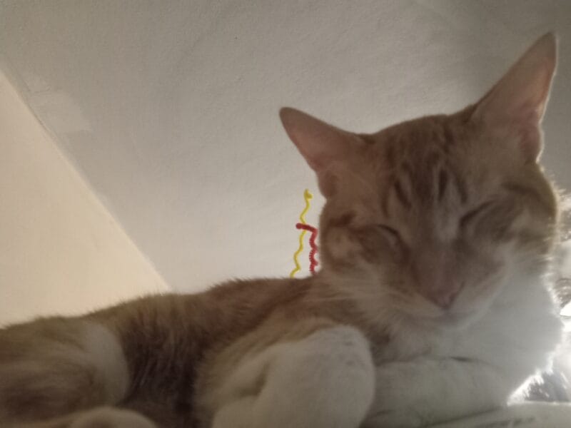 Simon