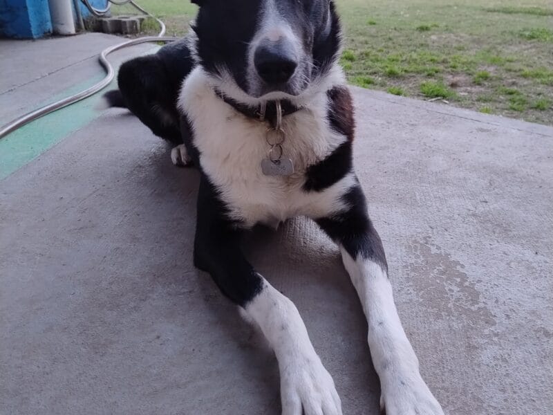 En adopción