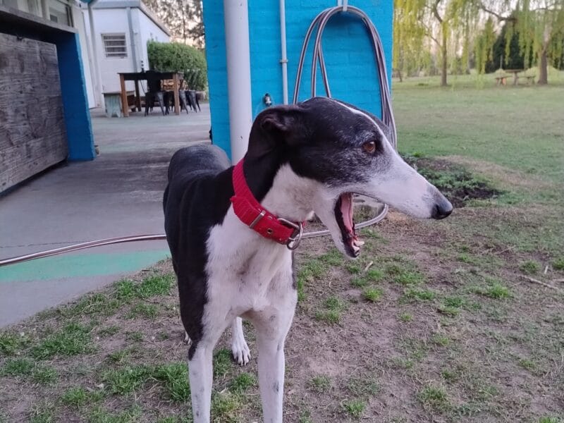 En adopción