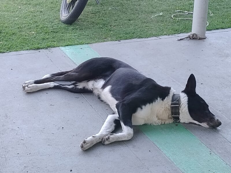 En adopción