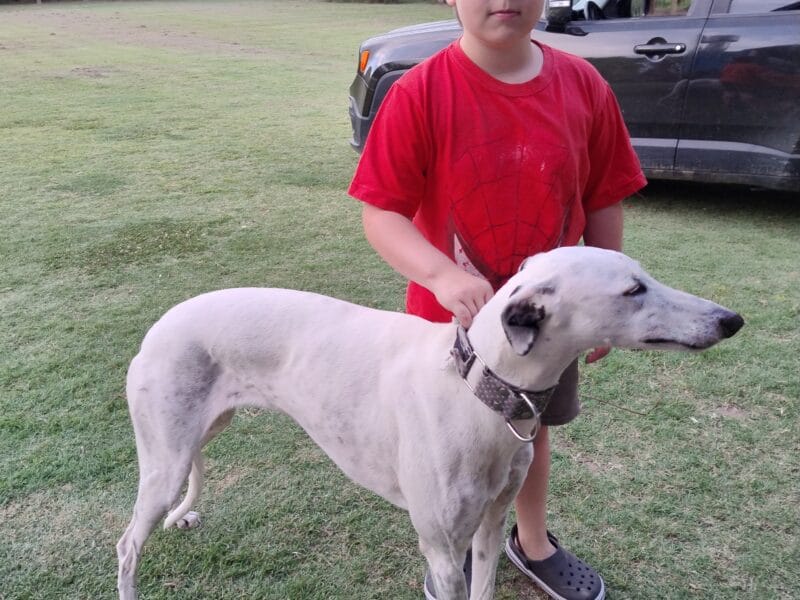 En adopción