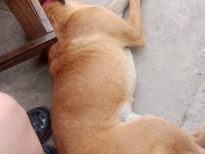 En busca de una familia amorosa