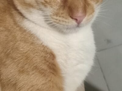 Simon