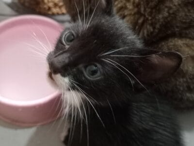 Gatito de un mes en adopcion