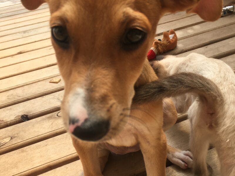 Perrita llamada Milagro.
