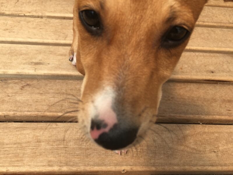Perrita llamada Milagro.