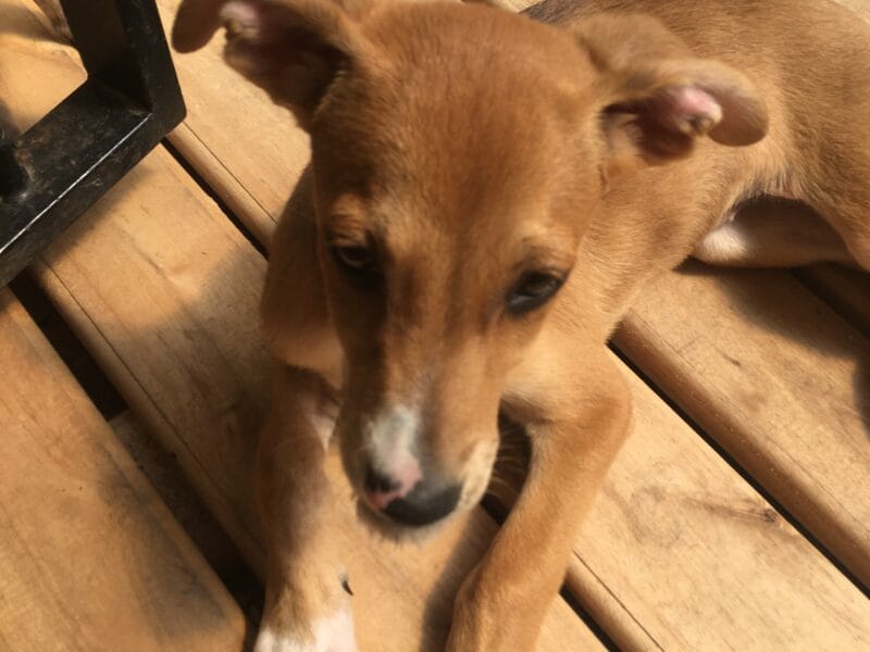 Perrita llamada Milagro.
